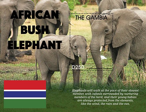 2021/04 - GAMBIA - ELEPHANTS             1V  complet set    MNH ** T