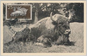 52255 - GERMANY DDR - MAXIMUM CARD - 1956 ANIMALS: BUFFALO-