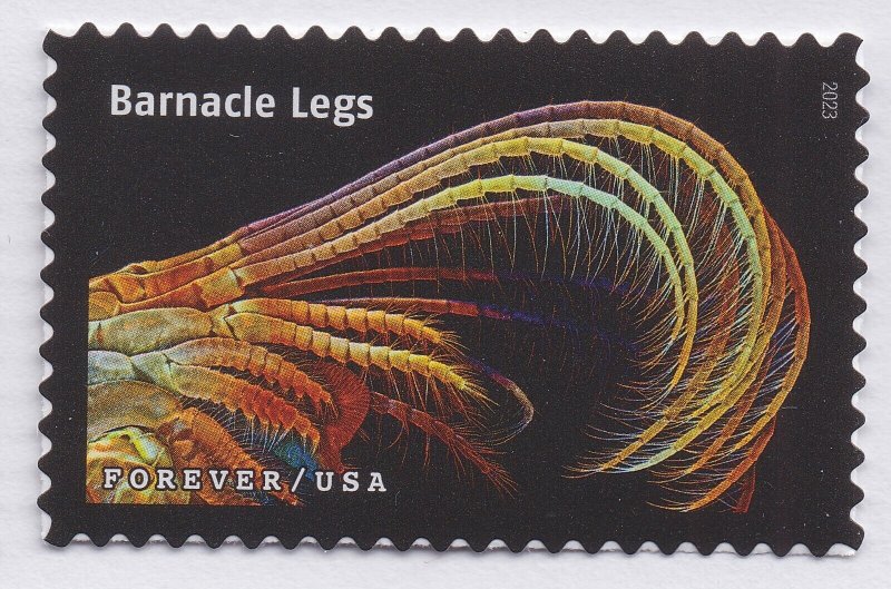 US 5802r Life Magnified Barnacle Legs forever single MNH 2023