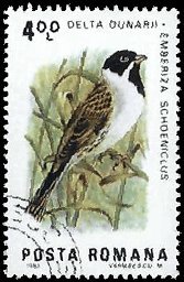 ROMANIA   #3142 USED (1)