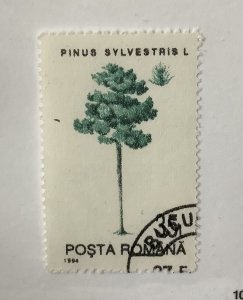 Romania 1994 Scott  3914 used - 35 l, trees, Pinus silvestris