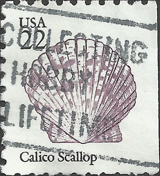 # 2120 USED CALICO SCALLOP