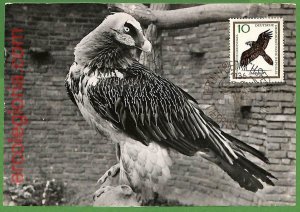 32888 - GERMANY DDR - MAXIMUM CARD - FAUNA, BIRDS-