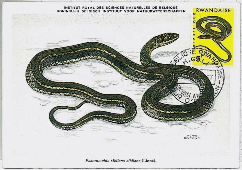 MAXIMU CARD - Fauna REPTILES snake : RWANDA 1967  #2