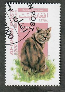 Afghanistan Britain Shorthair Cat CTO single from 2000