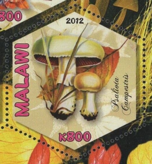 Mushrooms Mycologists Heinrich Anton de Bary Sov. Sheet of 3 Stamps MNH