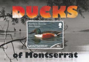 MONTSERRAT   Ducks
