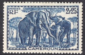 CAMEROUN SCOTT 249