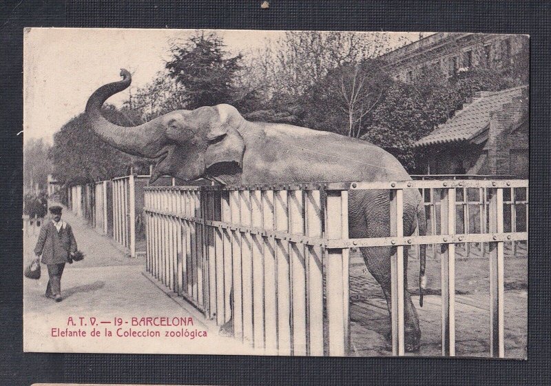SPAIN 1908 ‘ELEFANTE EN COLECCION ZOOLOGICO’ POSTCARD BARCELONA TO SWITZERLAND