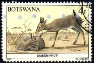 Duiker, Botswana stamp SC#407 used