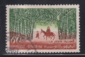 Tunisia 357 Date Palms. Djerid 1960