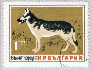 Bulgaria 1348 Used German Shepherd dog 1964 (BP71213)