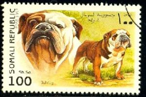 Dog, Bulldog, Somalia stamp used