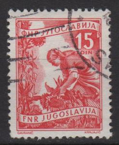 Yugoslavia 1953 - Scott 384 used - 15d, Gathering sunflowers