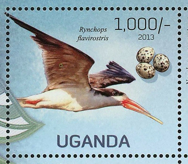 Birds Stamp Rynchops Flavirostris Haematopus Moquini Psittacus S/S MNH #3010-301