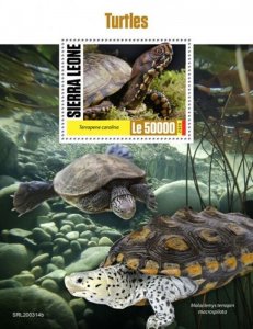 Sierra Leone - 2020 Common Box Turtles - Stamp Souvenir Sheet - SRL200314b