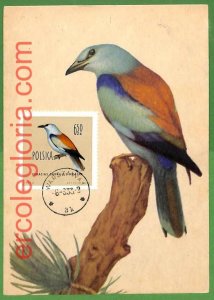 32876 - POLAND - MAXIMUM CARD - FAUNA, BIRDS-