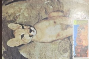 KV)1996 CUBA, POSTCARD WITH IMAGE OF A PUMA CUB SENT FROM HAVANA, INCLUDES A