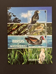 Montserrat: 2008, Birds of Montserrat, M/Sheet, MNH