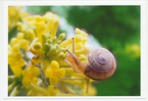 Postal stationery China 2006 Snail