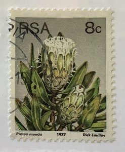 South Africa 1977 Scott 482 used - 8c, Flowering succulent, Forest Sugarbush