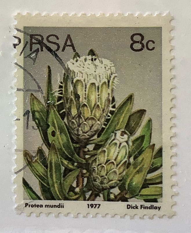 South Africa 1977 Scott 482 used - 8c, Flowering succulent, Forest Sugarbush