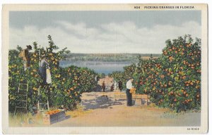 Dunedin, Florida to Trail, British Columbia, Canada 1938 Post Card, Orange Grove