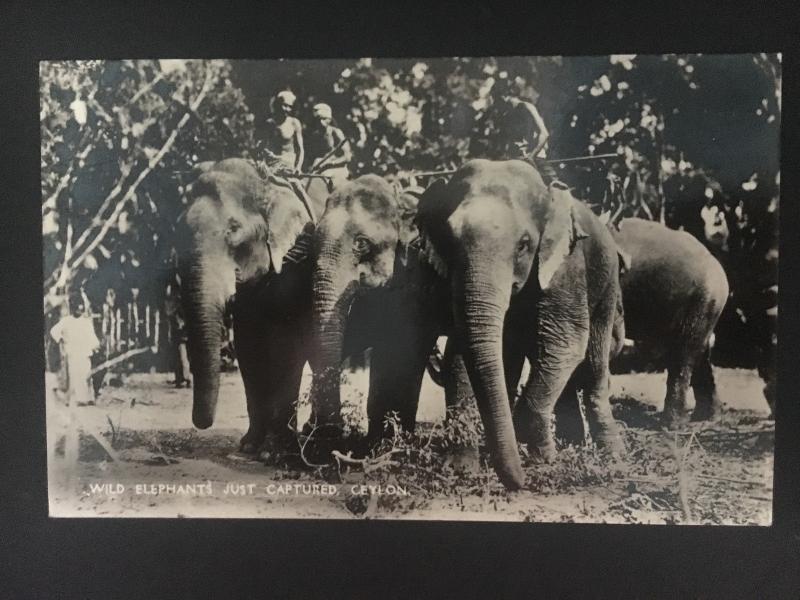 1939 Ceylon RPPC postcard Cover to Milan Italy Censored Wild Elephants Captured