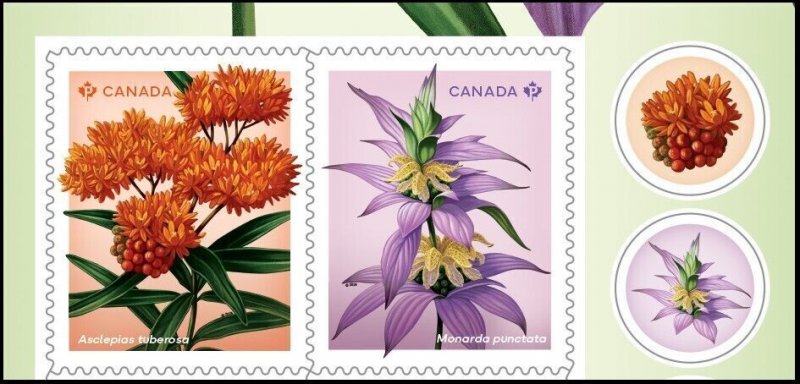 BUTTERFLY MILKWEED, SPOTTED BEEBALM wildflowers = Booklet upper pair Canada 2024
