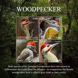 Gambia 2020 - Woodpecker Birds - Sheet of 4 Stamps - Scott #3881 - MNH