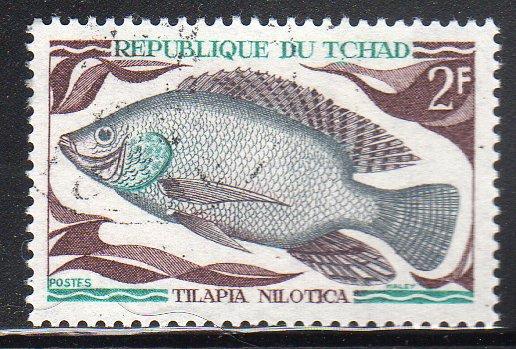 Chad 218 - CTO - Tilapia (Fish)