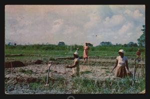 TRINIDAD TOBAGO RICE PLANTATION POSTCARD CA1960 POSTED TO URUGUAY RARE DESTINY