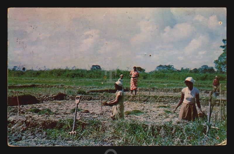 TRINIDAD TOBAGO RICE PLANTATION POSTCARD CA1960 POSTED TO URUGUAY RARE DESTINY