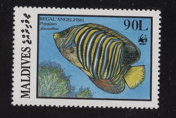 Maldive Islands   #1186  MNH  1981  Marine life  90 l regal angelfish