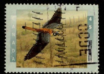 Canada - #1591 American kestral - Used