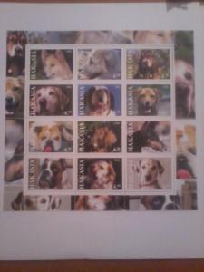 HAKASIA SHEET DOGS