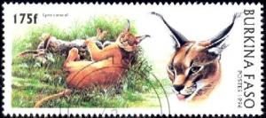 Wild Cat, Lynx Caracal, Burkina Faso stamp SC#1081 Used