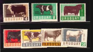 Bulls Hereford Holstein Shorthorn Angus Jersey Charolais Cattle Uruguay #c290-6