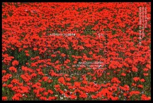 2019 Azerbaijan 1500/B235 Nakhchivan. Poppy field. Julfa region