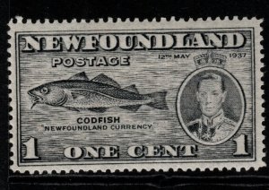 NEWFOUNDLAND SG257b 1937 1c GREY p14 WITH FISH HOOK FLAW MTD MINT