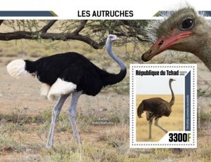 Chad - 2020 Southern Ostrich Birds - Stamp Souvenir Sheet - TCH200511b