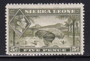 Album Treasures Sierra Leone Scott # 179  5 p George VI Rice Harvesting  Mint H