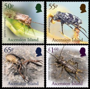 ASCENSION ISLAND 2024 INSECTS INSECTES INSECTOS INSEKTEN INSETTI