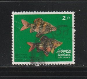 Sri Lanka 476 U Fish, Black Ruby Barbs (B)