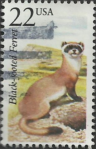 # 2333 USED BLACK-FOOTED FERRET