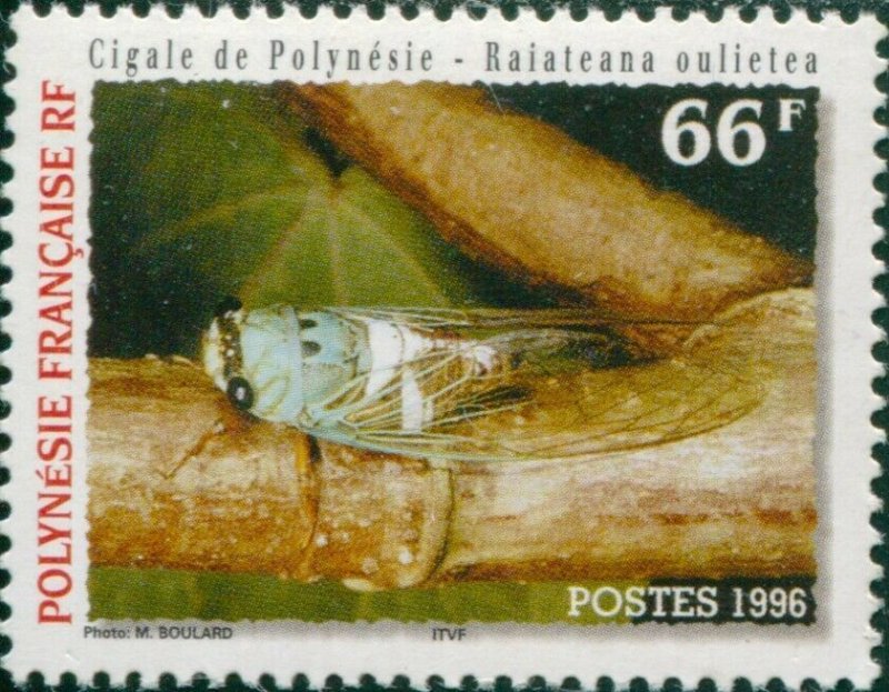 French Polynesia 1996 Sc#691,SG761 66f Polynesian Cicada MNH