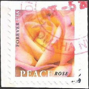# 5280 Used Peace Rose