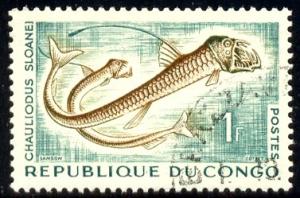 Fish, Sloan's Viperfish, Congo Used
