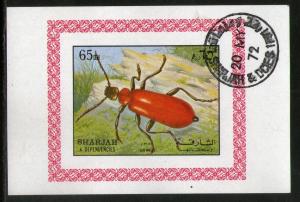 Sharjah - UAE Beetle Insect  Fauna M/s Cancelled  # 552