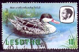 Bird, Red-Billed Teal, Lesotho stamp SC#327 used